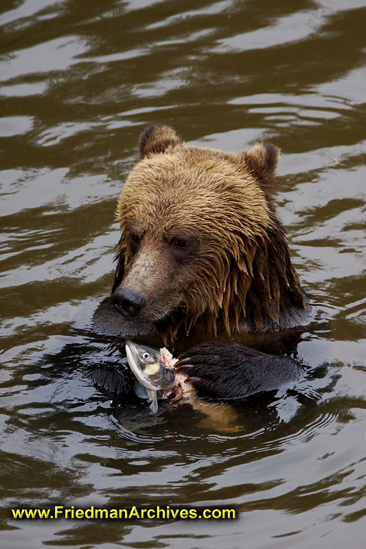 bear,bears,nature,wild,brown,wild,fuzzy,water,fish,meal,eating,fishing,